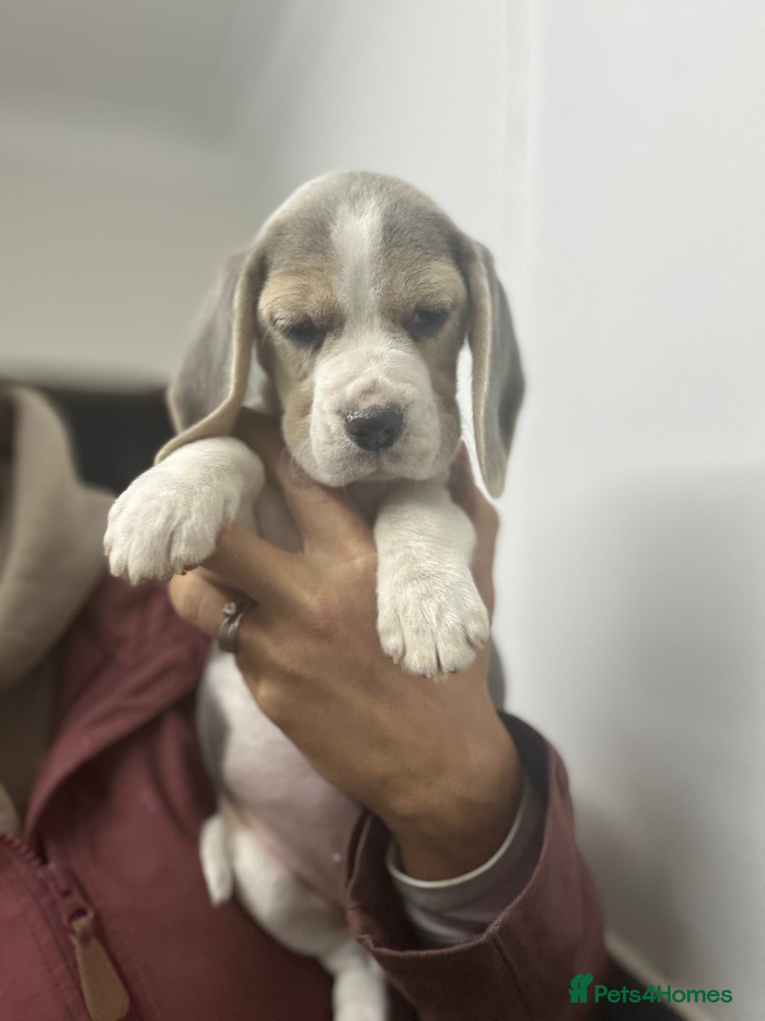 Beagle dogs for sale: KC Reg Beagle last girl Ready now  - Advert 2