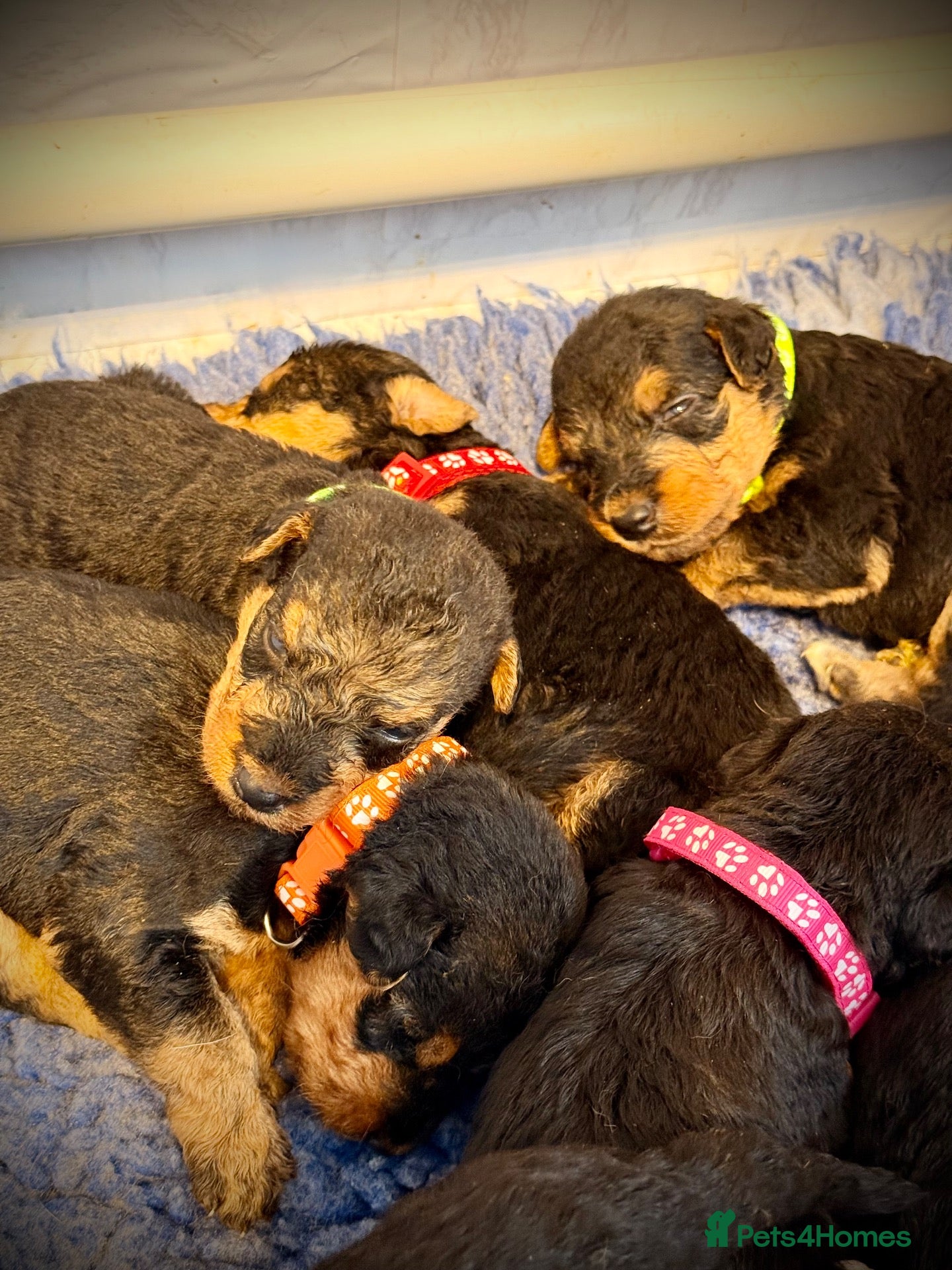 Airedale Terrier dogs ADORABLE KC REGISTERED AIREDALE PUPS - Advert 1