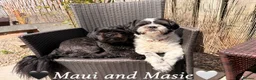 Mixed Breed dogs for sale: 🐾Shih Tzu x Lhasa Apso (Shih Apso) puppies  - Advert 20