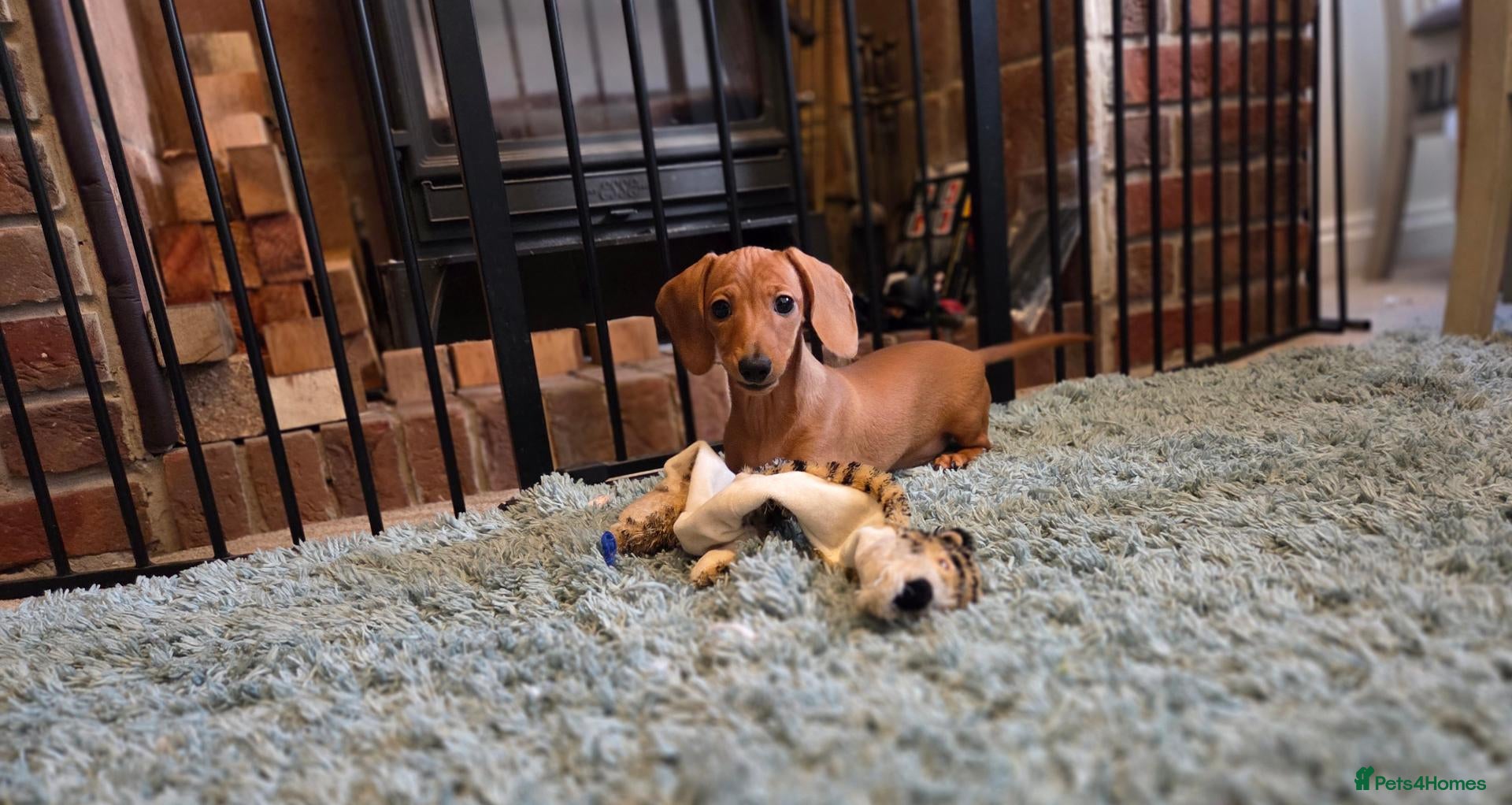 Miniature Dachshund dogs for sale: KC miniature dachshund puppies - Advert 14