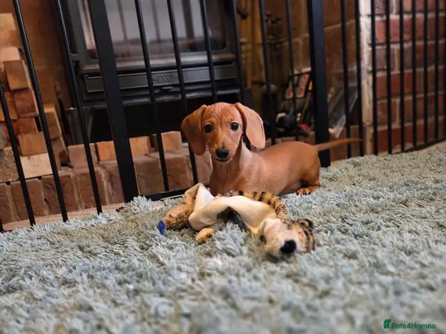 Miniature Dachshund dogs for sale: KC miniature dachshund puppies - Advert 14