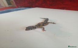 Leopard Gecko reptiles for sale: Baby leopard geckos for sale  - Image 5
