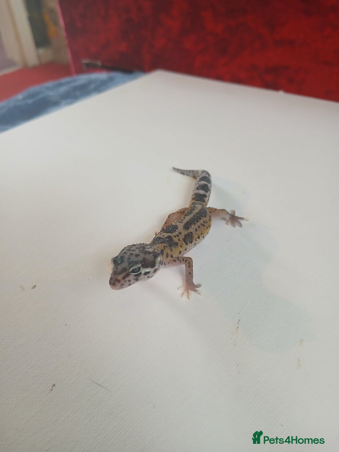 Leopard Gecko reptiles for sale: Baby leopard geckos for sale  - Image 5