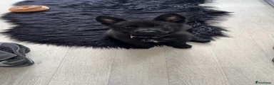 German Shepherd 1