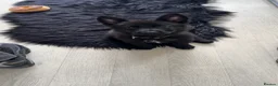 German Shepherd dogs for sale: GERMAN SHEPHERD PUPPY 1 MALE - Advert 4