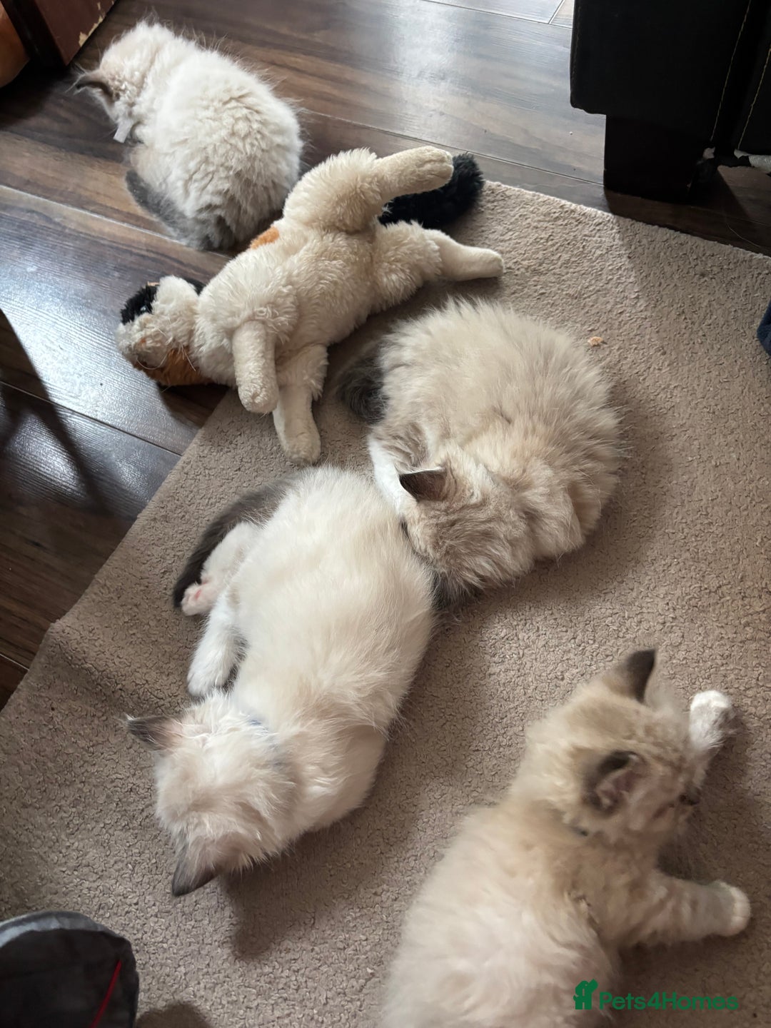 Ragdoll cats for sale: Ragdoll kittens - Image 11