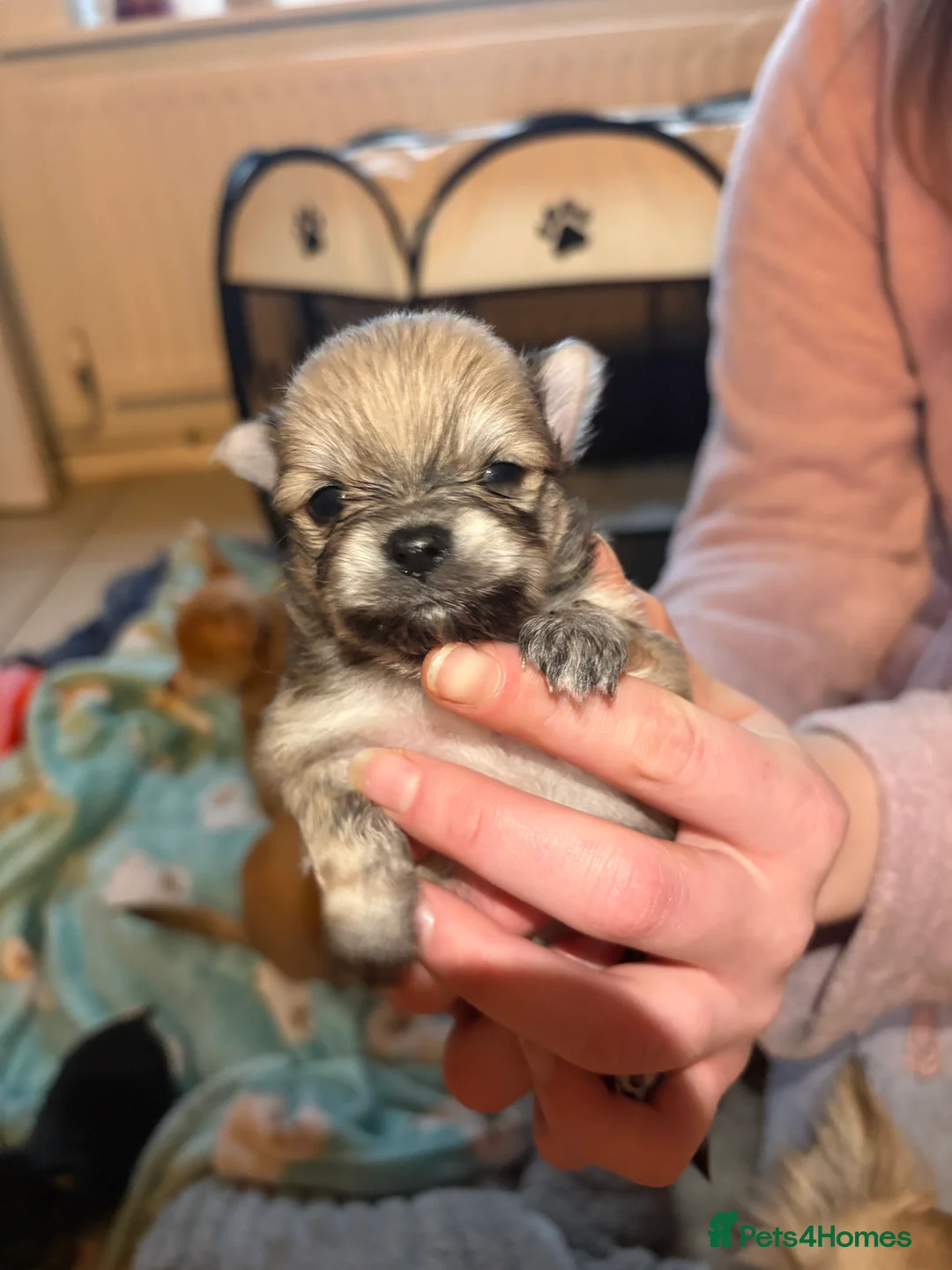 Pomchi dogs for sale: 4 Beautiful pomchis 🐶🐾 - Advert 3