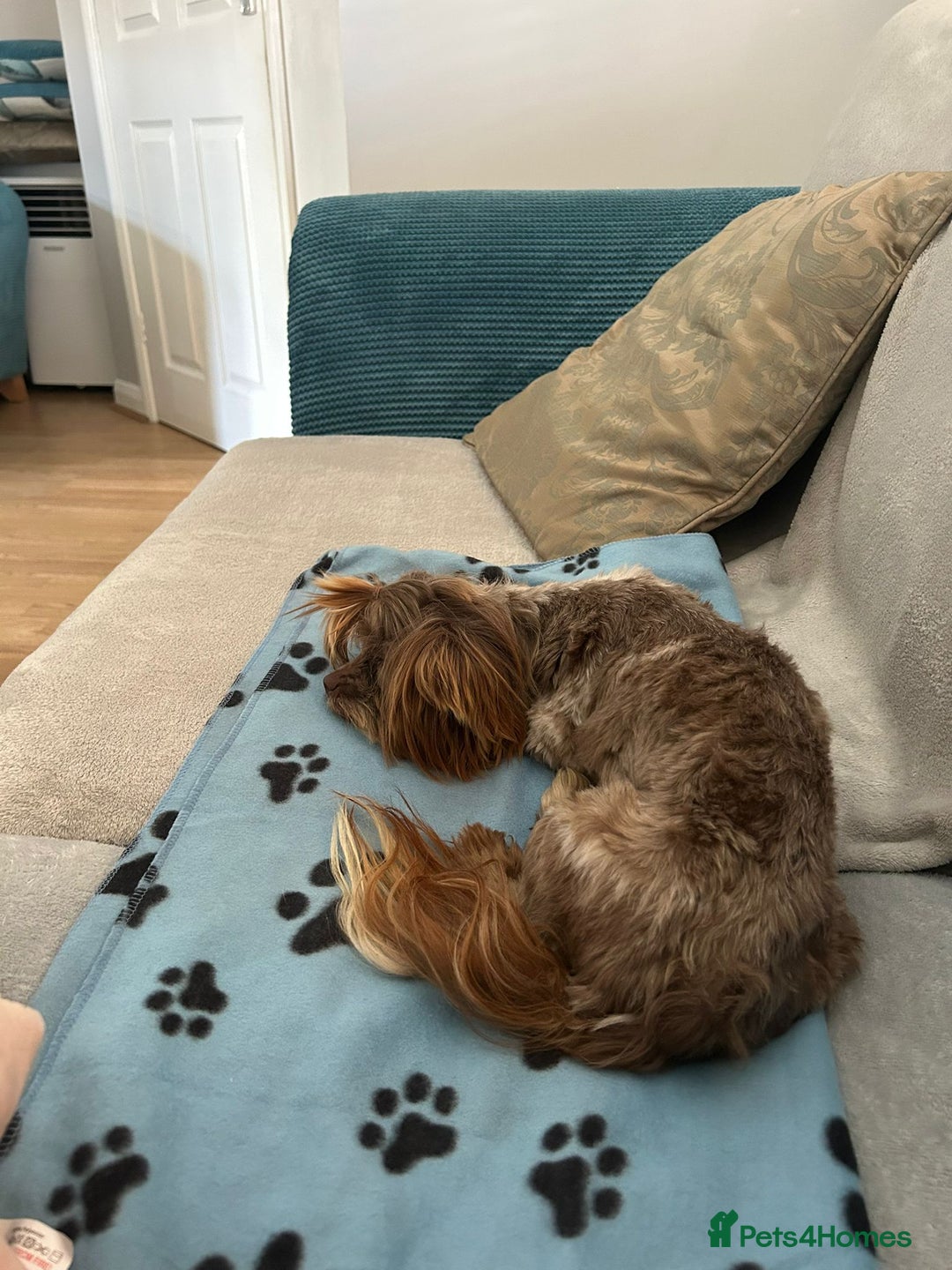 Yorkshire Terrier dogs for adoption: 💙🐶 COCO 🐶💙 - Image 12