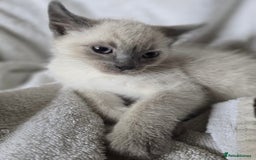 Ragdoll cats for sale: Beautiful Ragdoll cross kittens.  - Image 4