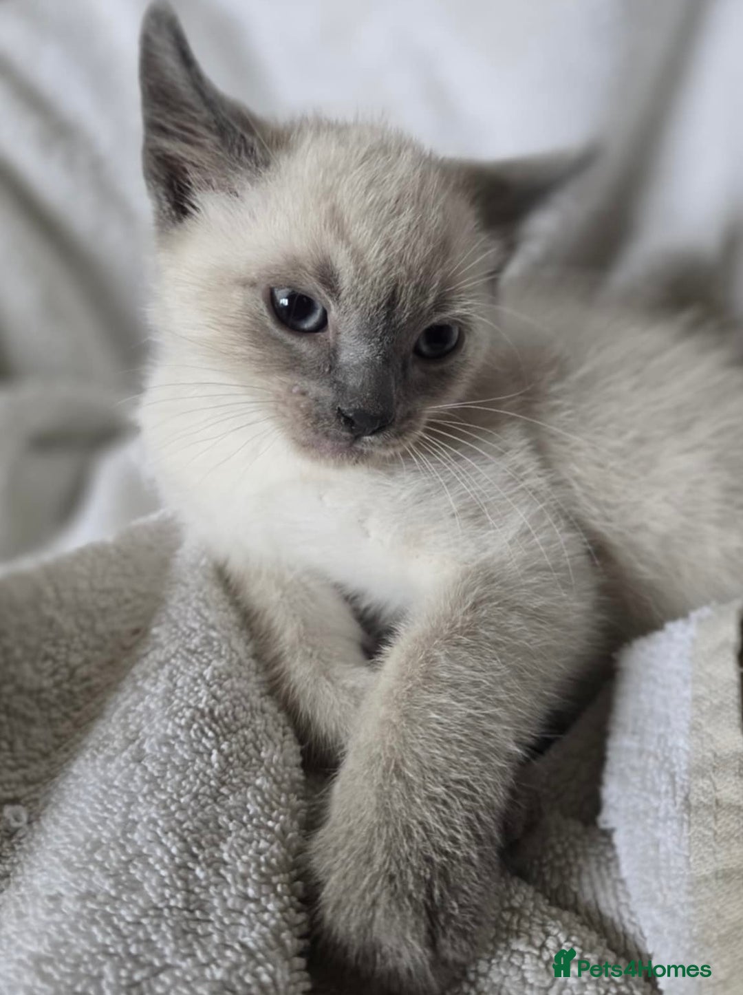 Ragdoll cats for sale: Beautiful Ragdoll cross kittens.  - Image 4