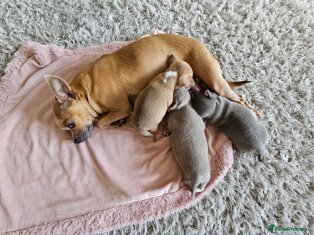 Chihuahua dogs for sale: 2 beautiful chihuahuas  - Image 13