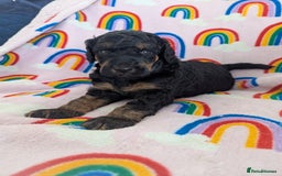 Miniature Poodle dogs for sale: Stunning Red & Phantom Poodles - Image 19