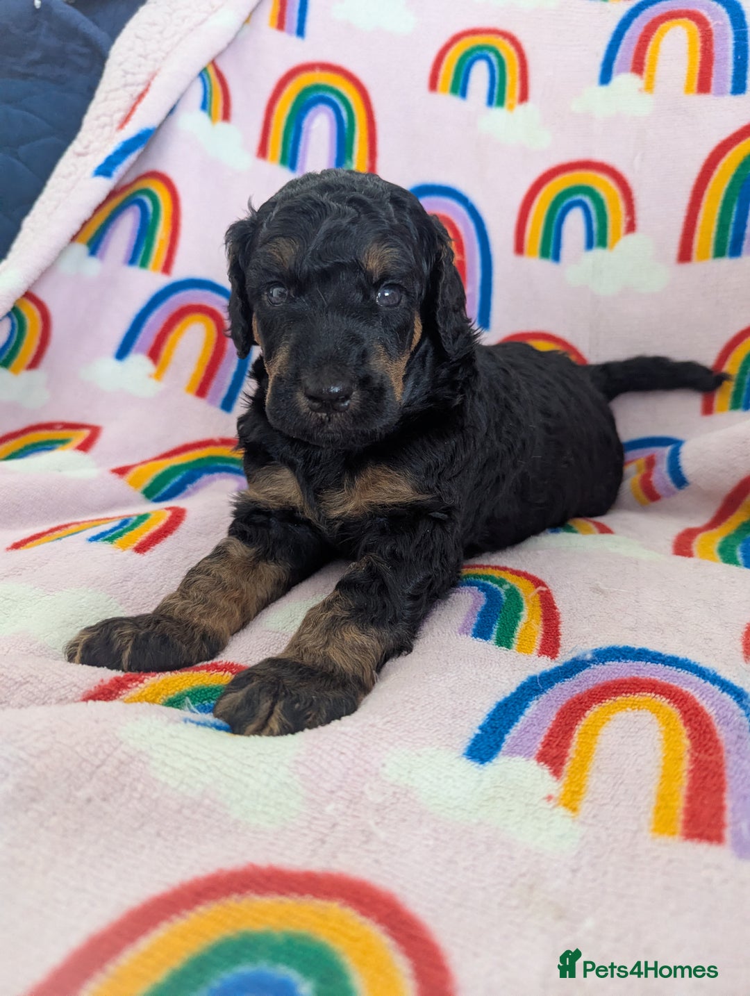 Miniature Poodle dogs for sale: Stunning Red & Phantom Poodles - Image 19