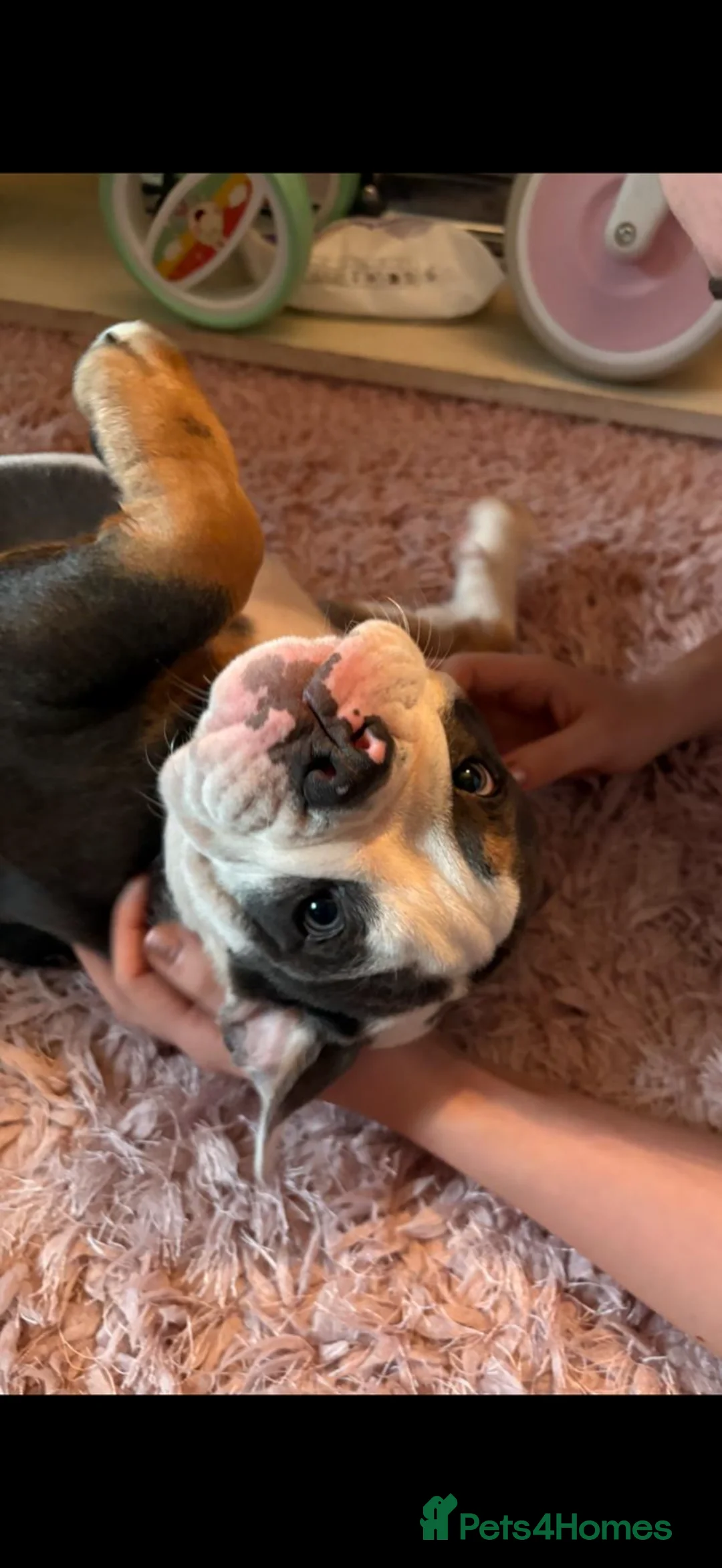 Olde English Bulldogge dogs for sale: Pedigree Olde English Bulldogge - 10 Months Old - Advert 11