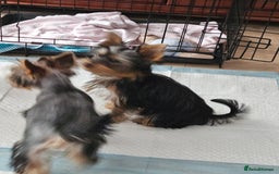 Yorkshire Terrier dogs for sale: For sale Yorkshire Terrier  - Image 4