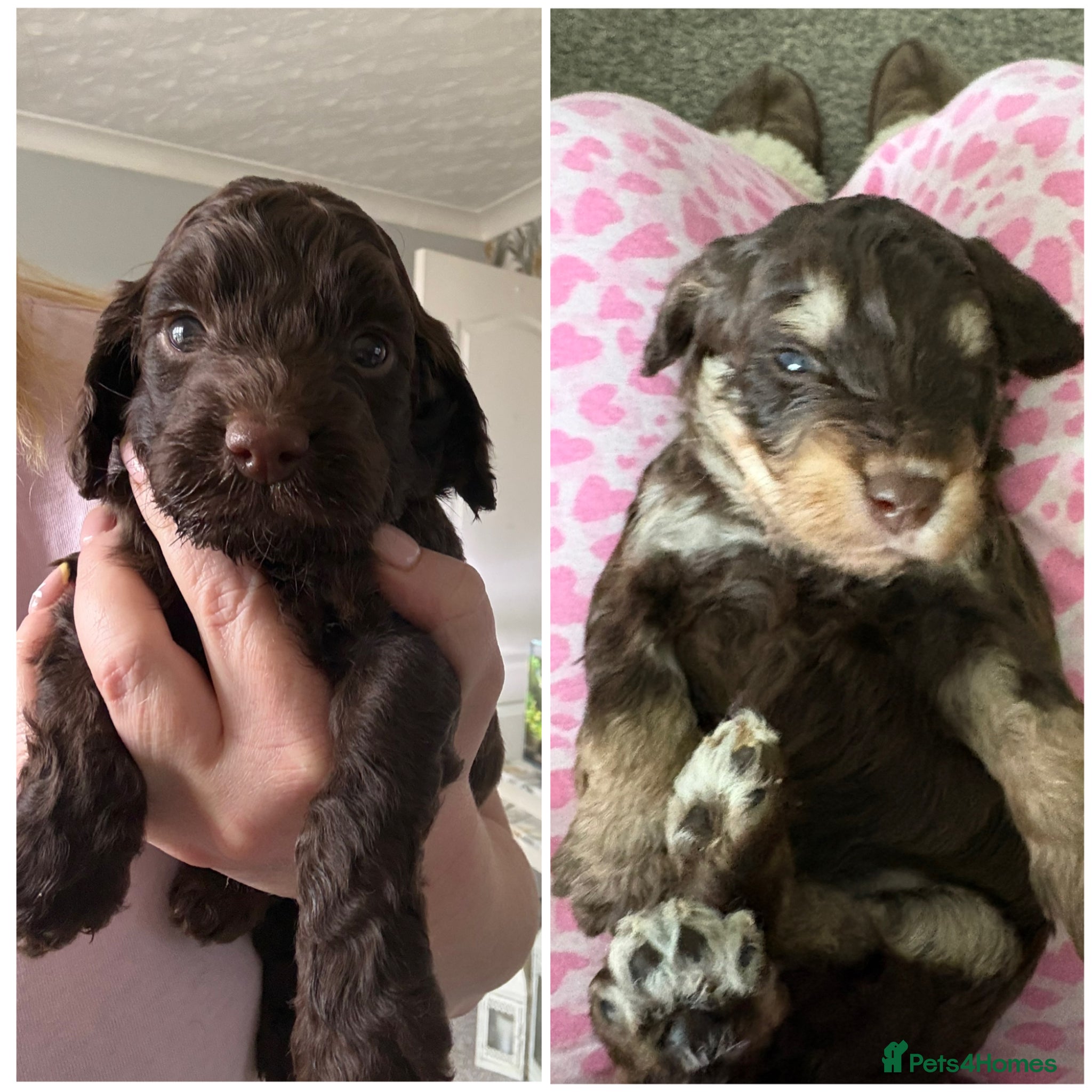 Cockapoo dogs 2 male F1 health tested cockapoos - Advert 4