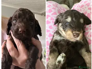 Cockapoo dogs 2 male F1 health tested cockapoos - Advert 4