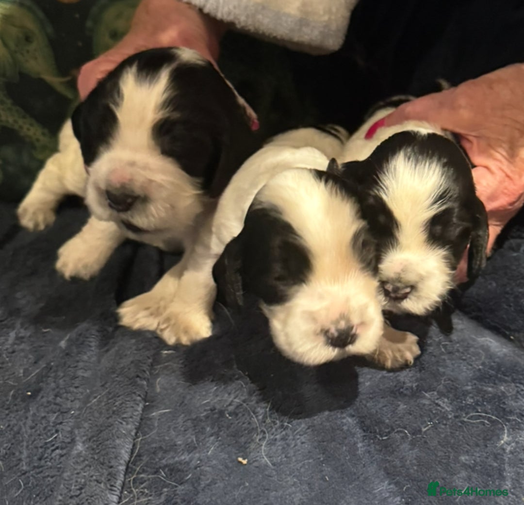 Cocker Spaniel dogs for sale: KC show cocker puppies black white blue roan - Image 10