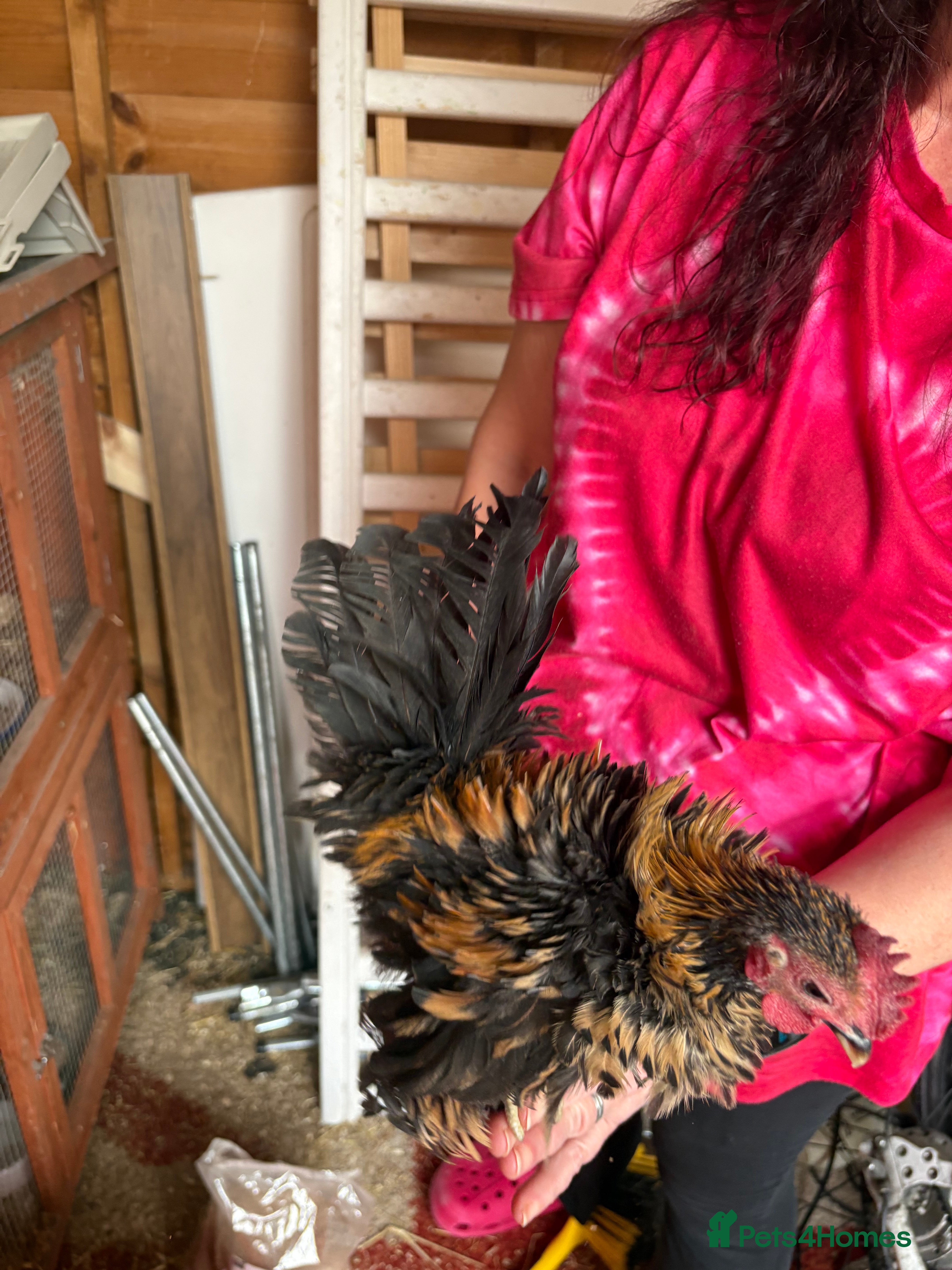 Chickens poultry Male serama mini chickens (male) - Advert 2