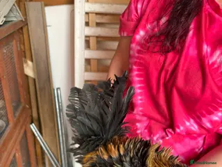 Chickens poultry Male serama mini chickens (male) - Advert 18