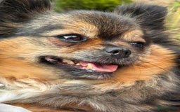 Pomchi dogs for sale: Adorable Pomchi Boy Available Now. - Image 12