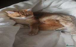 British Shorthair cats for sale: Stunning cute BSH golden black kitten female - Image 5