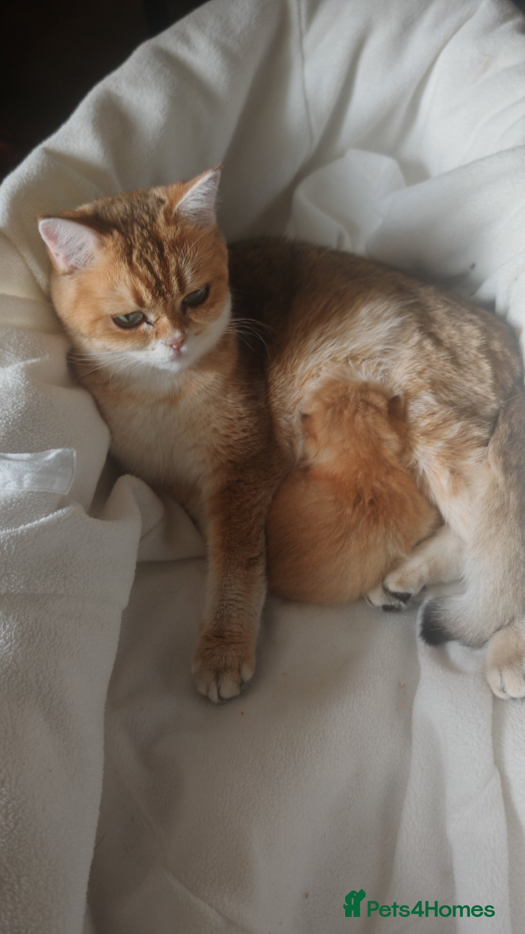British Shorthair cats for sale: Stunning cute BSH golden black kitten female - Image 5