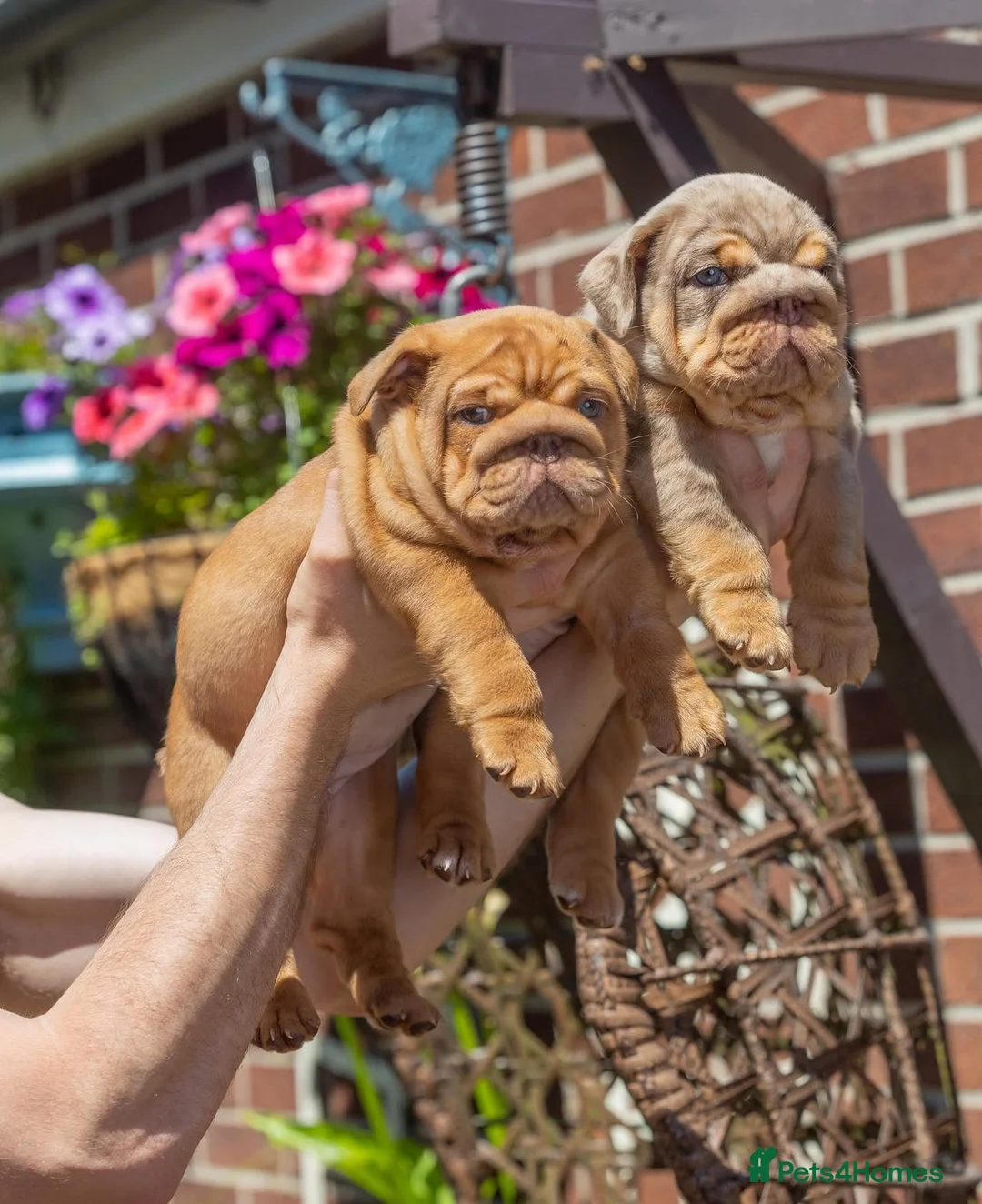 English Bulldog dogs for stud: Proven English bulldog Stud - Don Truffle - Advert 8