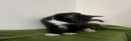 Domestic Shorthair cats for sale: 3 x Tux Kittens - Advert 2
