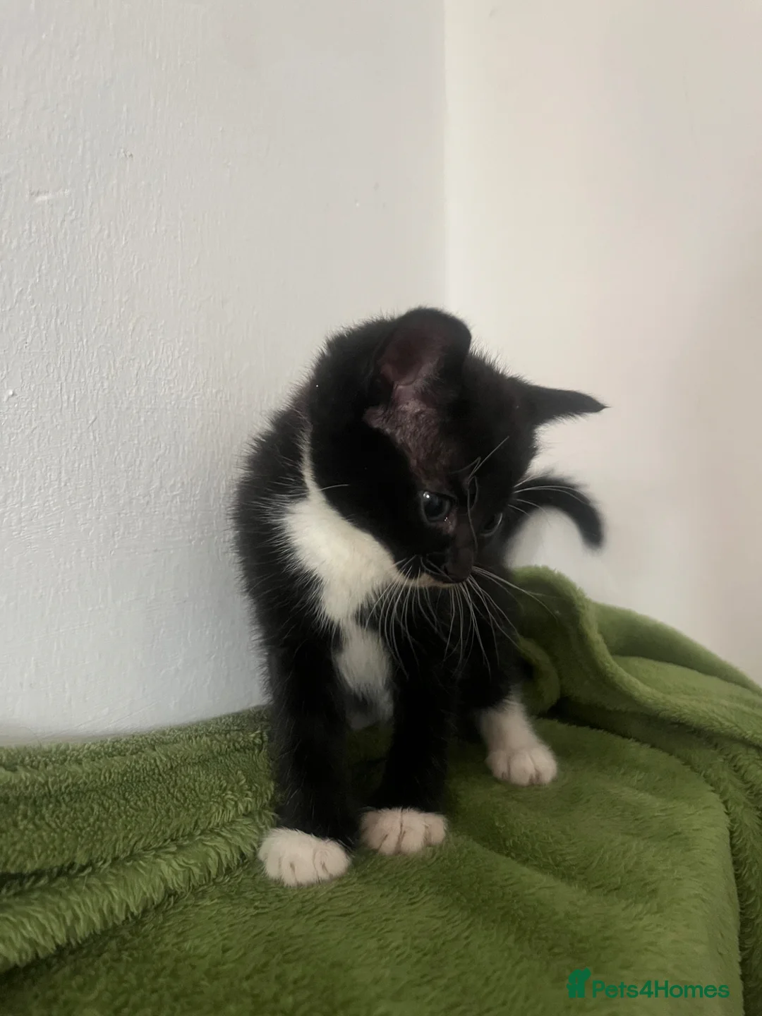 Domestic Shorthair cats for sale: 3 x Tux Kittens - Advert 2
