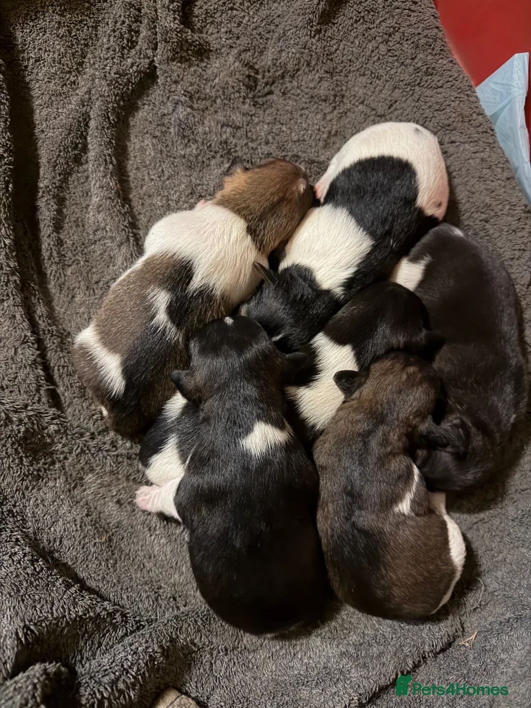 Jack Russell dogs for sale: Jack Russell puppies in Sheerness - Advert 2