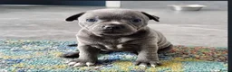 Staffordshire Bull Terrier dogs for sale: Brilliant Pure Staffordshire Bull Terrier puppies in Glasgow - Advert 12