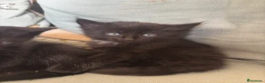 Black long haired boy 