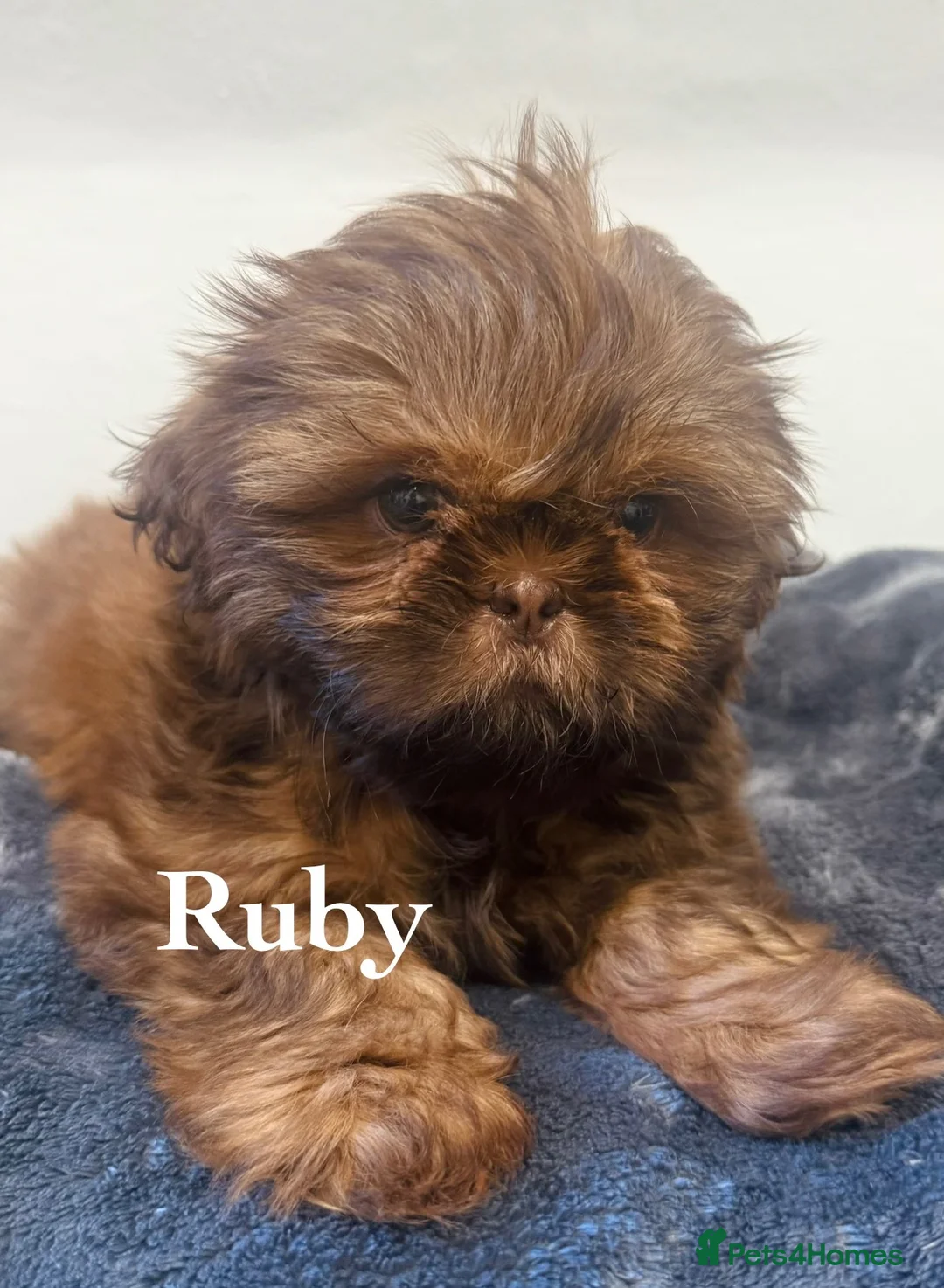 Shih Tzu dogs for sale: Miniature Shih Tzu Puppies  - Advert 8