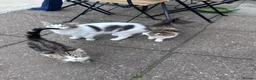 Mixed Breed cats for sale: Sushi and kiki in Birmingham - Advert 6