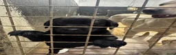 Labrador Retriever dogs for sale: Labrador puppies  - Advert 3