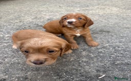 Cocker Spaniel dogs for sale: Working red cocker spaniel puppies for sale - Image 8