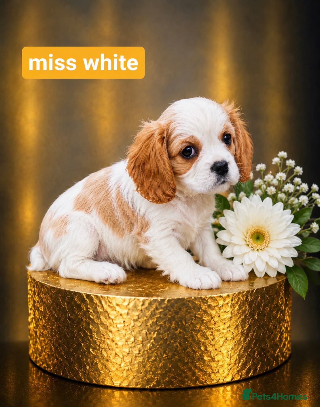 Cavalier King Charles Spaniel dogs KC REG  2  PUPPIES  LEFT ! HEREDITARY CLEAR  - Advert 2