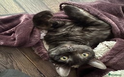 Bengal cats for sale: 2 Bengals Boy Brothers 11 Months Old - Advert 14