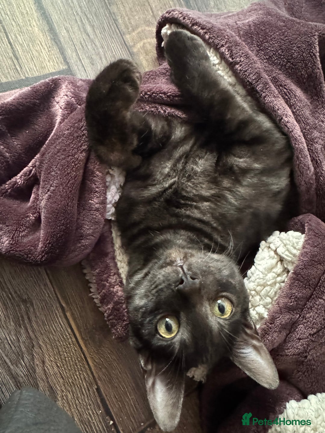 Bengal cats for sale: 2 Bengals Boy Brothers 11 Months Old - Advert 14