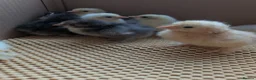 Chickens poultry for sale: Pekin bantam day olds - lots of colours  - Advert 12