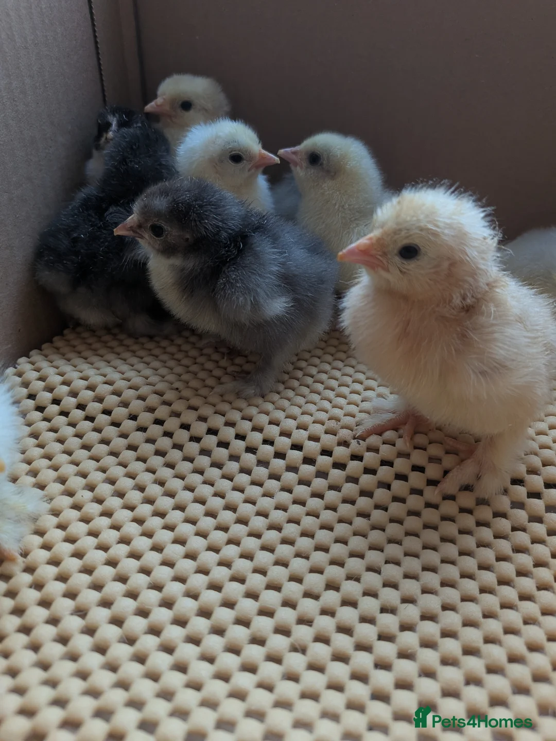 Chickens poultry for sale: Pekin bantam day olds - lots of colours  - Advert 12