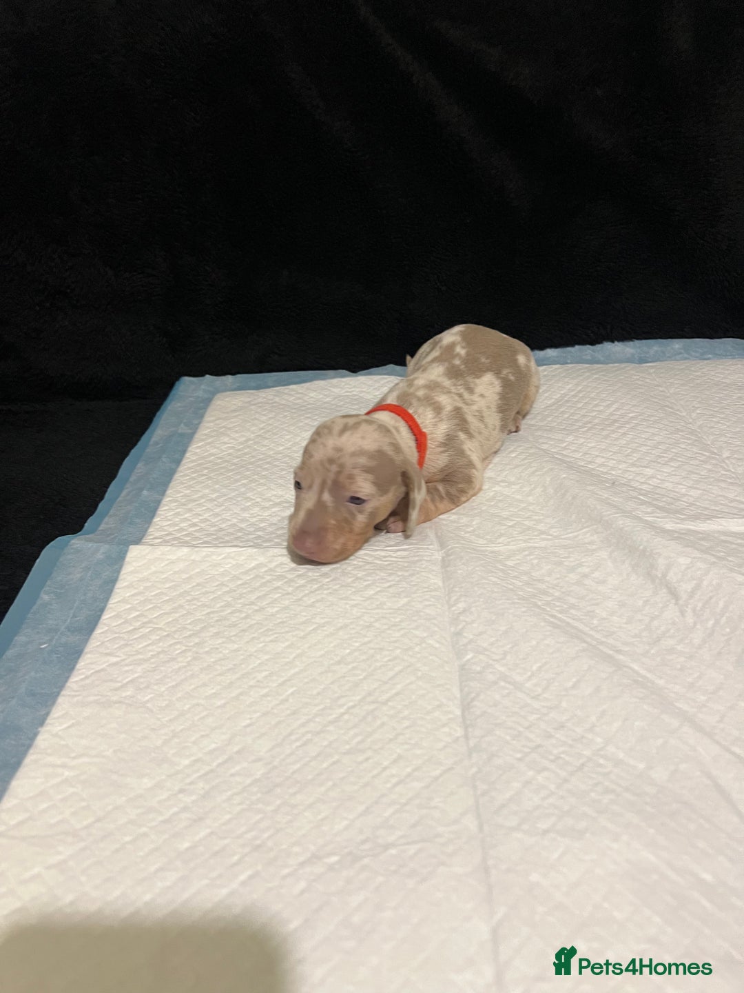 Dachshund dogs for sale:    🌈 Stunning Dachshund puppies 🌈  - Image 9