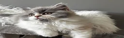 British Shorthair cats for sale: **GCCF British Shorthair / Longhair Kittens** - Advert 7