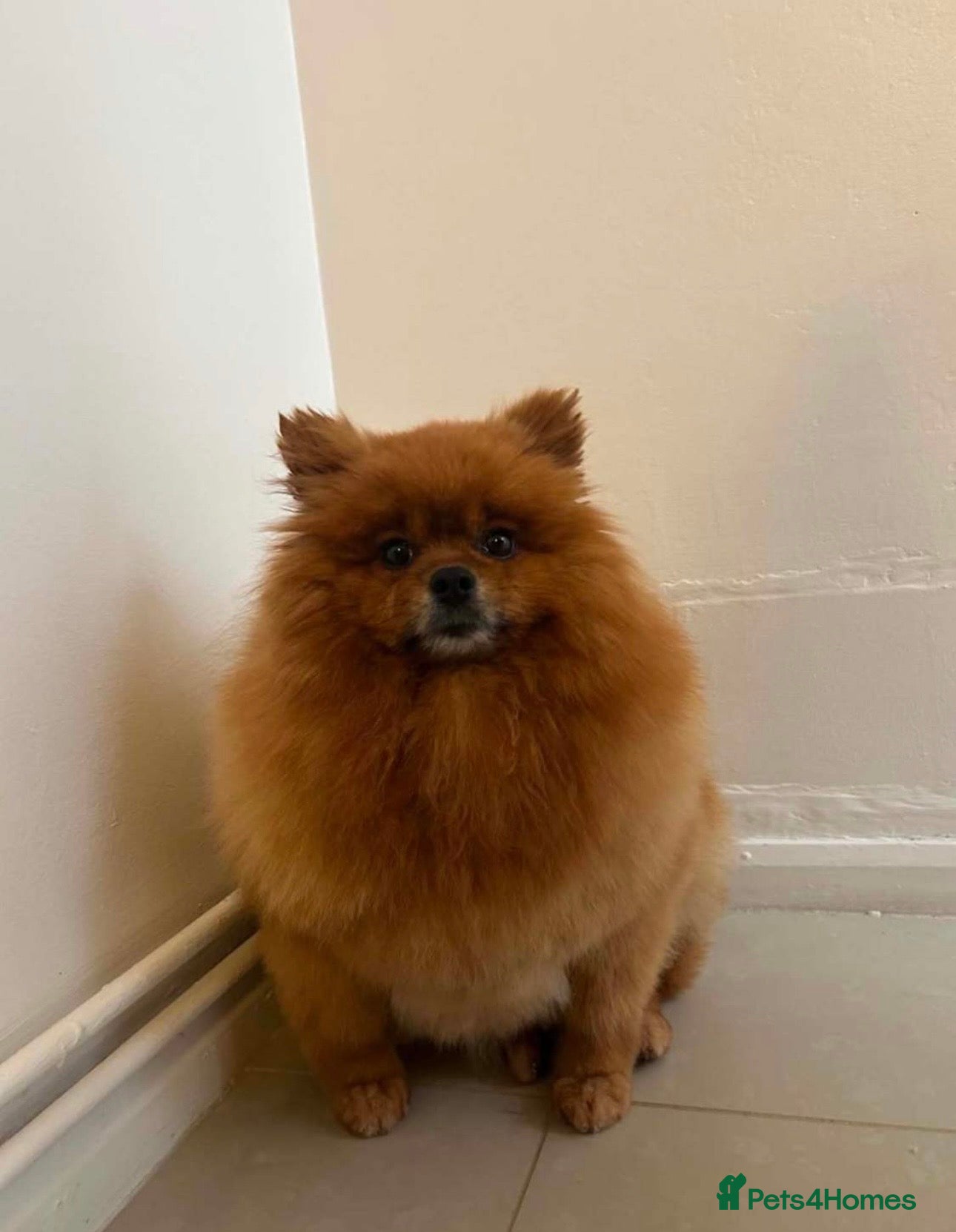 Pomeranian dogs Dolce Pomeranian  - Advert 1