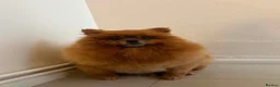 Pomeranian dogs for sale: Dolce Pomeranian  in Northampton - Advert 1
