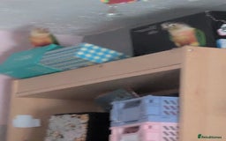 Conures birds for sale: 2 bonded conures  - Image 2