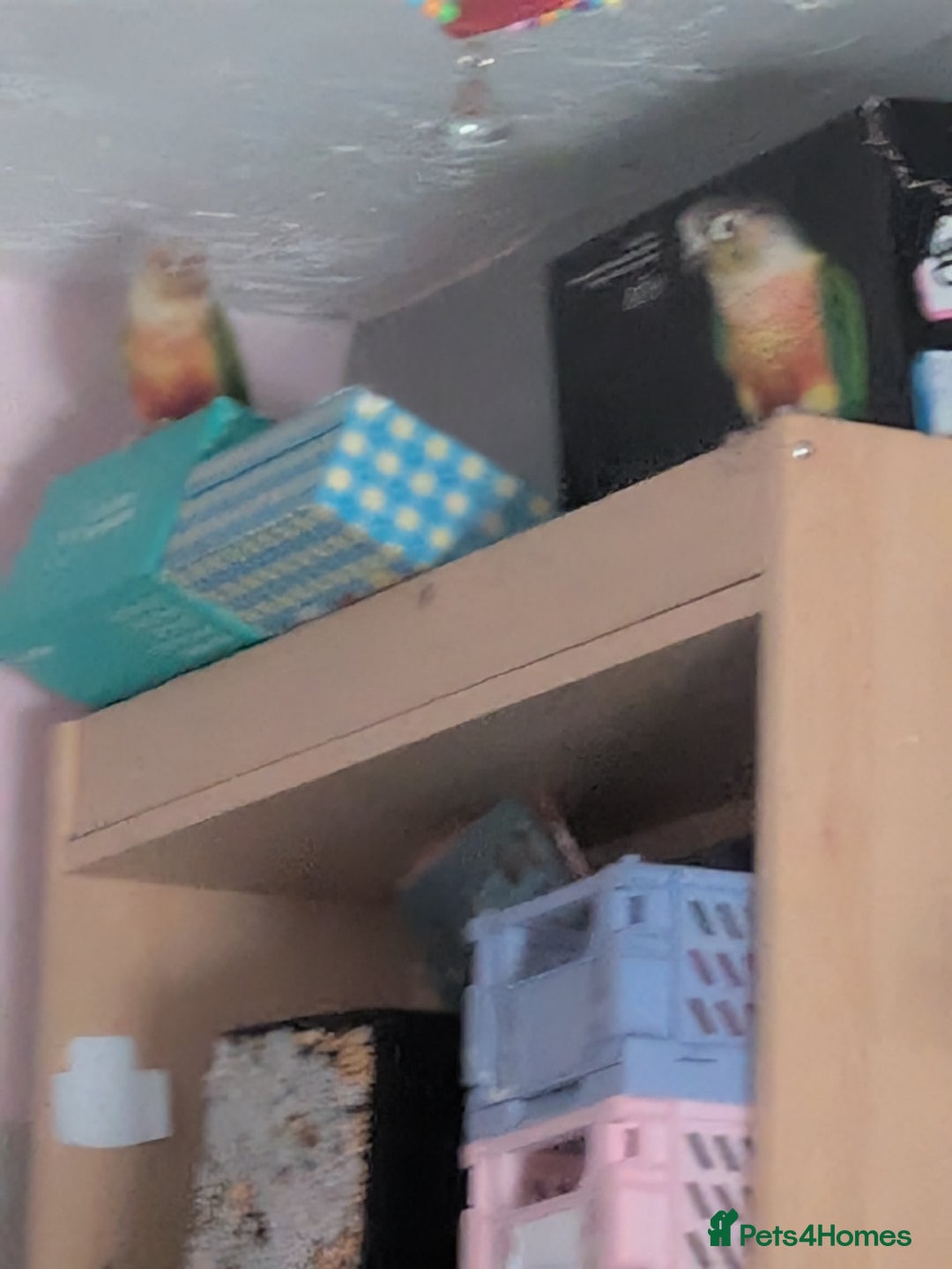 Conures birds for sale: 2 bonded conures  - Image 2
