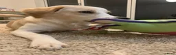 Mixed Breed dogs for adoption: Sweet Little OLAF – Hit and Run 😡 - Advert 24
