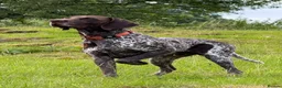 German Shorthaired Pointer dogs for sale: Stunning German Shorthaired Pointer Pups KC Reg'd - Advert 5